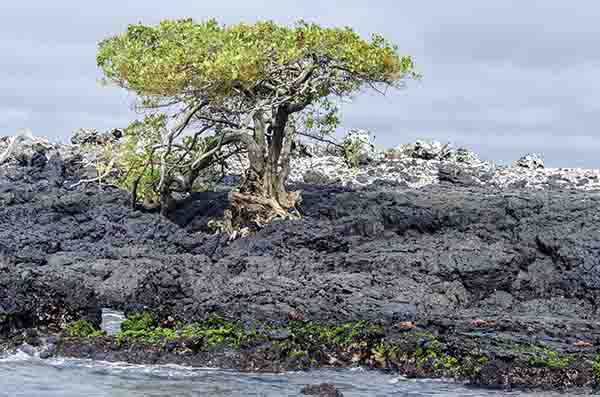 132 - Ecuador - islas Galapagos - islote Las Tintoreras